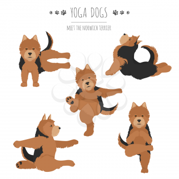Yoga dogs poses and exercises. Norwich terrier clipart. Vector illustration