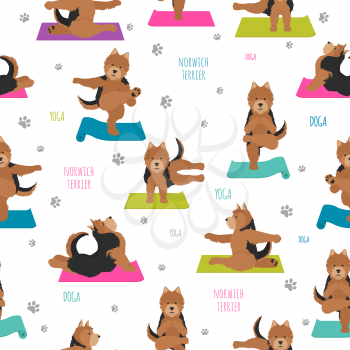 Yoga dogs poses and exercises. Norwich terrier seamless pattern. Vector illustration