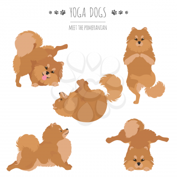 Yoga dogs poses and exercises. Pomeranian clipart. Vector illustration