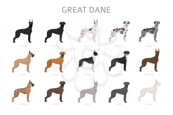 Great dane. Different variaties of coat color dog set.  Vector illustration
