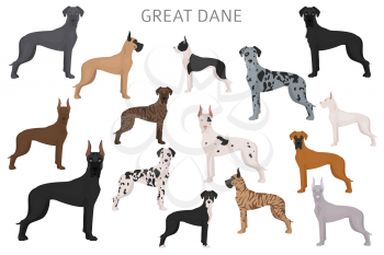 Great dane. Different variaties of coat color dog set.  Vector illustration