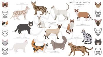 Domestic cat breeds and hybrids collection isolated on white. Flat style set. Different color and country of origin. Vector illustration