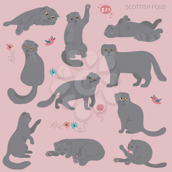 Cartoon cat characters collection. Scottish fold`s poses and emotions set. Flat color simple style design. Vector illustration