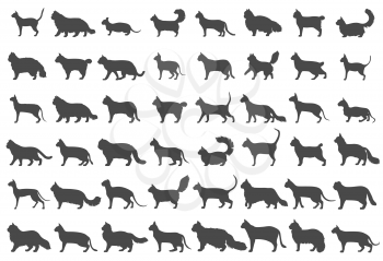 Cat breeds icon set flat style isolated on white. Cartoon silhouettes cats characters collection. Vector illustration
