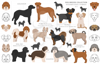 Designer dogs, crossbreed, hybrid mix pooches collection isolated on white. Flat style clipart dog set. Vector illustration