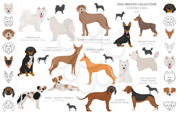 Hunting dogs collection isolated on white clipart. Flat style. Different color, portraits and silhouettes. Vector illustration