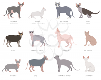 Hairless cats, sphynxs. Domestic cat breeds and hybrids collection isolated on white. Flat style set. Vector illustration