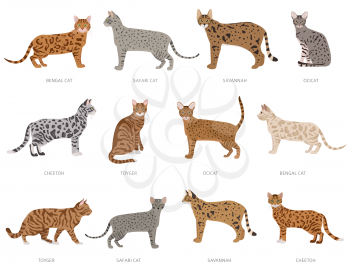 Wild cat type cats, ocelot crossbreeds, stripped. Domestic cat breeds and hybrids collection isolated on white. Flat style set. Vector illustration