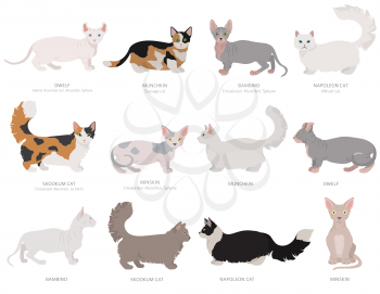 Dwarf, miniature type cats. Domestic cat breeds and hybrids collection isolated on white. Flat style set. Vector illustration