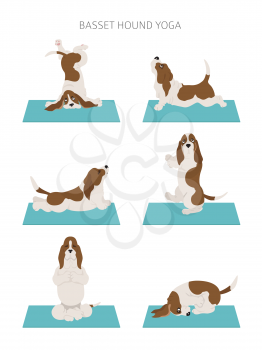 Yoga dogs poses and exercises. Basset hound clipart. Vector illustration