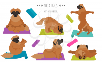 Yoga dogs poses and exercises poster design. Leonberger clipart. Vector illustration