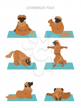 Yoga dogs poses and exercises poster design. Leonberger clipart. Vector illustration