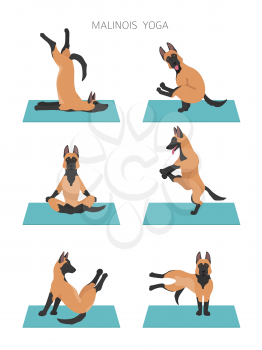 Yoga dogs poses and exercises poster design. Belgian malinois clipart. Vector illustration