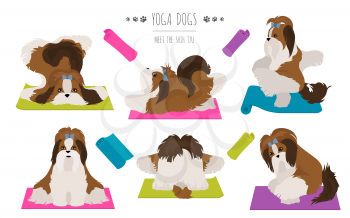 Yoga dogs poses and exercises poster design. Shih tzu clipart. Vector illustration