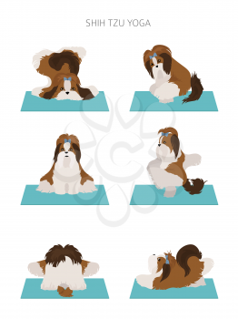 Yoga dogs poses and exercises poster design. Shih tzu clipart. Vector illustration