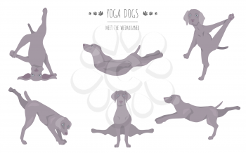 Yoga dogs poses and exercises poster design. Weimaraner clipart. Vector illustration