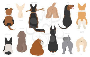 Dogs poses behind. Dog`s butts. Flat design clipart. Vector illustration