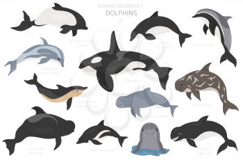 Dolphins set. Marine mammals collection. Cartoon flat style design. Vector illustration