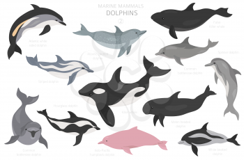 Dolphins set. Marine mammals collection. Cartoon flat style design. Vector illustration