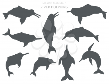 River dolphins set. Marine mammals collection. Cartoon flat style design. Vector illustration