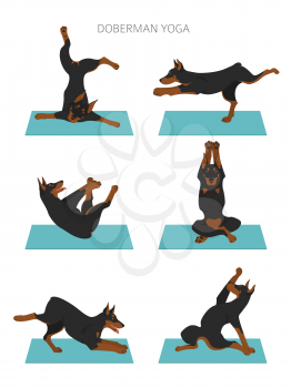 Yoga dogs poses and exercises poster design. Doberman clipart. Vector illustration