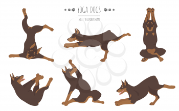 Yoga dogs poses and exercises poster design. Doberman clipart. Vector illustration