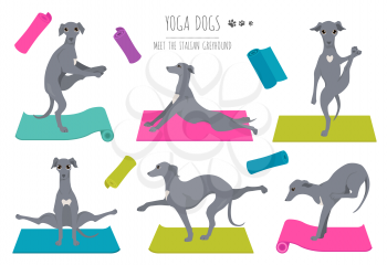 Yoga dogs poses and exercises poster design. Italian greyhound clipart. Vector illustration