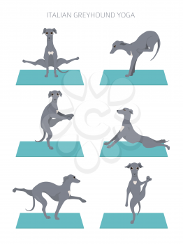 Yoga dogs poses and exercises poster design. Italian greyhound clipart. Vector illustration