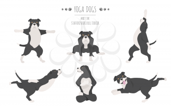 Yoga dogs poses and exercises poster design. Staffordshire bull terrier clipart. Vector illustration