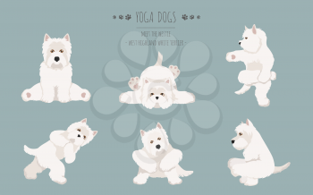 Yoga dogs poses and exercises poster design. West Highland White Terrier clipart. Vector illustration