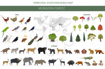 Monsoon forest biome, natural region infographic. Terrestrial ecosystem world map. Animals, birds and vegetations design set. Vector illustration