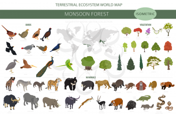 Monsoon forest biome, natural region infographic. Terrestrial ecosystem world map. Animals, birds and vegetations isometric design set. Vector illustration