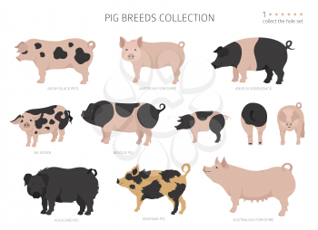Pig breeds collection 1. Farm animals set. Flat design. Vector illustration