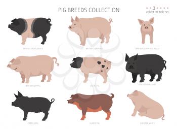 Pig breeds collection 3. Farm animals set. Flat design. Vector illustration