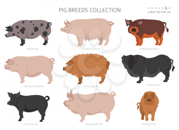 Pig breeds collection 6. Farm animals set. Flat design. Vector illustration