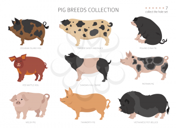 Pig breeds collection 7. Farm animals set. Flat design. Vector illustration