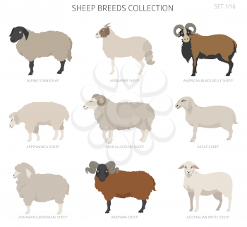 Sheep breeds collection 1. Farm animals set. Flat design. Vector illustration