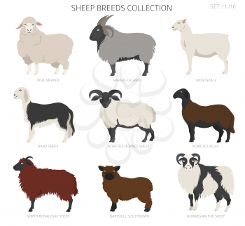 Sheep breeds collection 11. Farm animals set. Flat design. Vector illustration