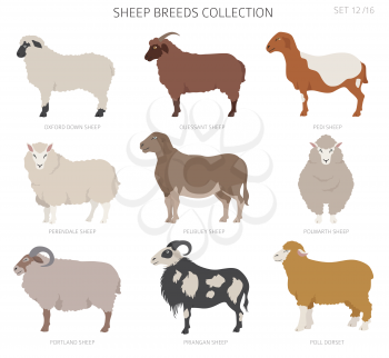 Sheep breeds collection 12. Farm animals set. Flat design. Vector illustration