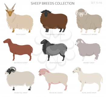 Sheep breeds collection 13. Farm animals set. Flat design. Vector illustration
