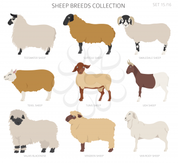 Sheep breeds collection 15. Farm animals set. Flat design. Vector illustration