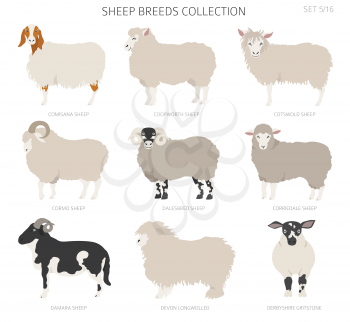 Sheep breeds collection 5. Farm animals set. Flat design. Vector illustration