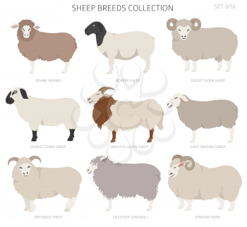 Sheep breeds collection 6. Farm animals set. Flat design. Vector illustration