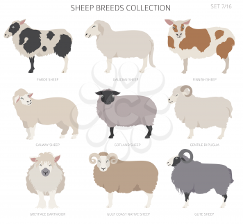 Sheep breeds collection 7. Farm animals set. Flat design. Vector illustration