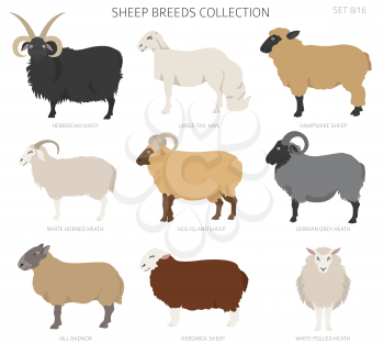 Sheep breeds collection 8. Farm animals set. Flat design. Vector illustration