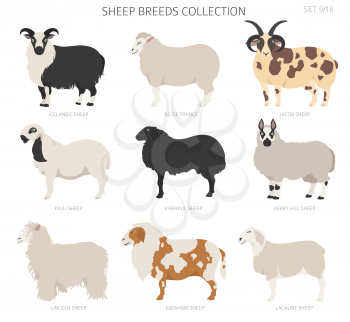 Sheep breeds collection 9. Farm animals set. Flat design. Vector illustration