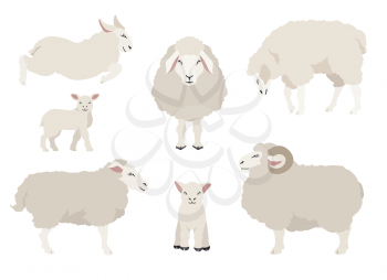Sheep poses collection. Farm animals set. Flat design. Vector illustration
