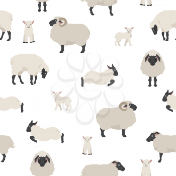 Sheep poses seamless pattern. Farm animals set. Flat design. Vector illustration