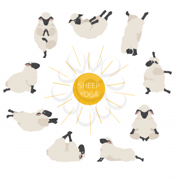 Sheep yoga poses collection. Farm animals set. Flat design. Vector illustration