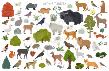 Apine tundra biome, natural region infographic. Terrestrial ecosystem world map. Animals, birds and plants design set. Vector illustration